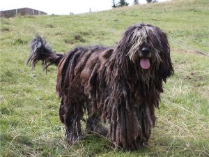 Bergamasco Shepherd is being silly