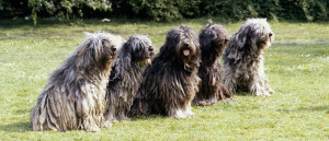 Bergamasco Shepherd is lining up together