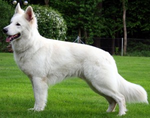 Berger Blanc Suisse is standing