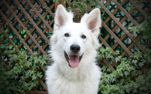 Berger Blanc Suisse is looking back to the camera