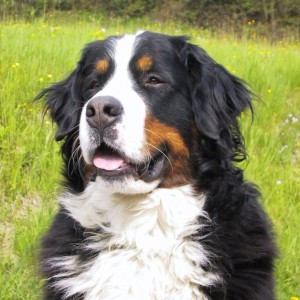 Bernese Mountain Dog is sleepy