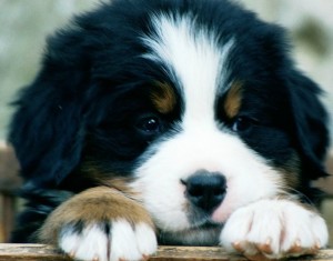 Bernese Mountain Dog is sad