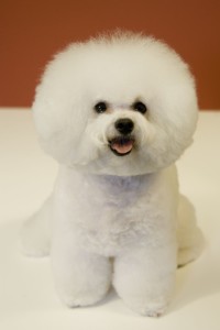 Bichon Frisé is smiling on the camera