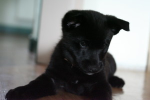 Black Norwegian Elkhound is looking at the floor