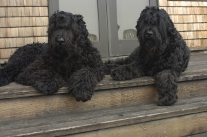 Black Russian Terrier is chilling on the stairs