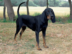 Black and Tan Virginia Foxhound is walking alone