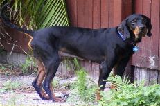 black and tan virginia foxhound