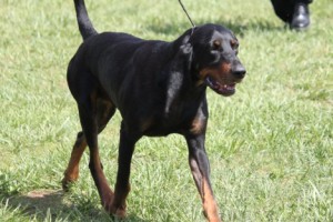 Black and Tan Virginia Foxhound is running downhill