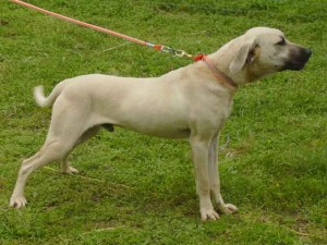 Blackmouth Cur