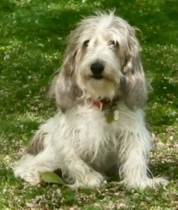 Petit Basset Griffon is sitting quietly