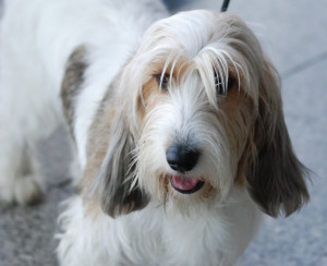 Petit Basset Griffon wants to go now