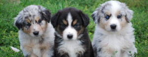 Australian Shepherd is lining up with his siblings