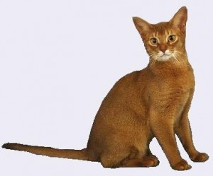 Abyssinian