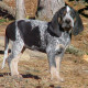 Bleu de Gascogne, Grand is waiting for his playmate