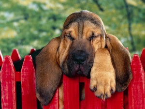 Bloodhound is so sleepy