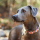 Blue Lacy is having fun in the forest