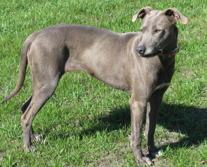 Blue Lacy enjoying the sun