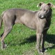 Blue Lacy enjoying the sun