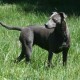 Blue Lacy is running on the field