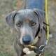 Blue Lacy is looking on the camera