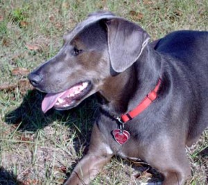 Blue Lacy is resting for awhile