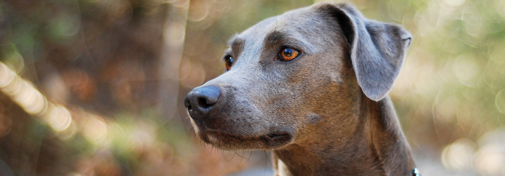 Blue Lacy is just starring