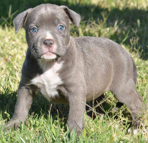 Blue Paul Terrier – Information, Health, Pictures & Training Pet Paw