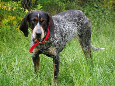 Blue merle sale coonhound