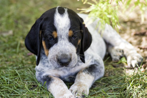 Bluetick Coonhound is being snobbish