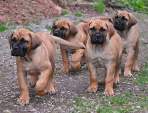 Boerboel running uphill