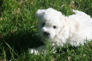 Bolognese is loving the green grass