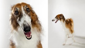 Borzoi is having a photoshoot