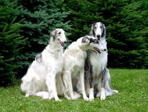 Borzoi is being good