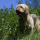 Bosnian Coarse-haired Hound is hiding on the bushes