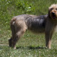 Bosnian Coarse-haired Hound is playing on the open field