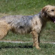 Bosnian Coarse-haired Hound is walking on the field