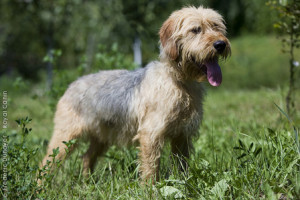 Bosnian Coarse-haired Hound is barking