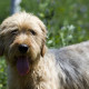 Bosnian Coarse-haired Hound is posing to the camera