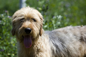 Bosnian Coarse-haired Hound is posing to the camera