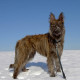 Bouvier des Ardennes is enjoying the snow