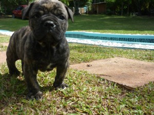 Bulldog Campeiro is enjoying the poolside