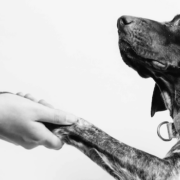 Dog shaking hands black and white