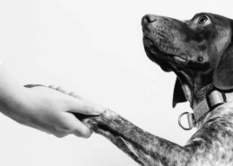 Dog shaking hands black and white