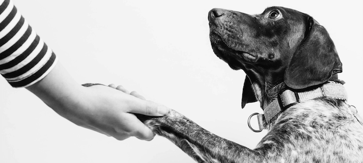 Dog shaking hands black and white