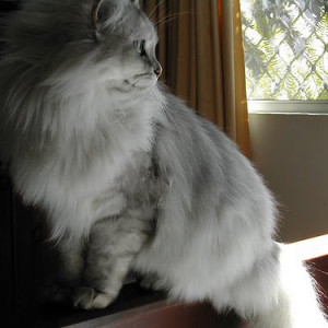 asian semi longhair cat