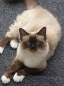 Birman