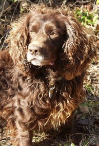 Boykin Spaniel is being snobbish