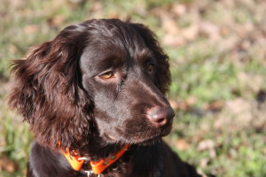 Boykin Spaniel is sad and wants to left alone