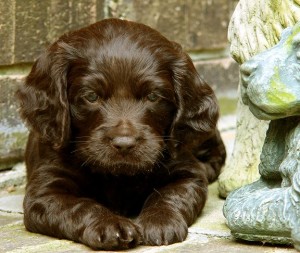 Boykin Spaniel is being cute on the camera