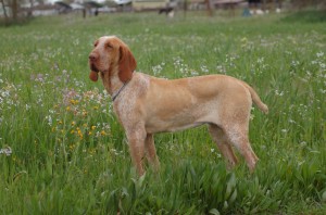 Bracco Italiano is playing on the field